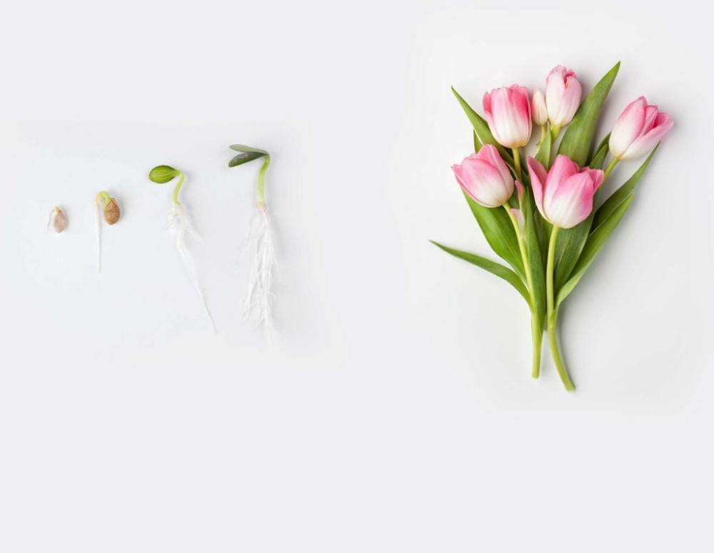 Skin Priming Flowers